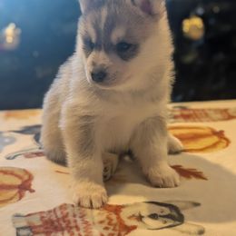 Sargent - Gray and white male Siberian Husky puppy in Wisconsin from Liberty Siberians