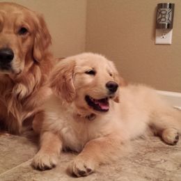 Golden Retriever Puppies from Arkansas River Golden Retrievers