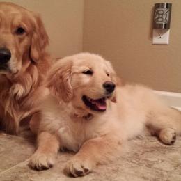 Golden Retriever Puppies from Arkansas River Golden Retrievers