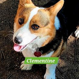 Clementine - Pembroke Welsh Corgi