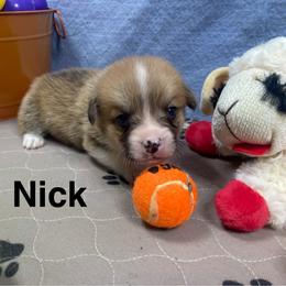 Nick - Red male Pembroke Welsh Corgi puppy in Apison, Tennessee from Ashmore Corgis