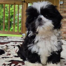 Black female 2 - Black and white female Shih Tzu puppy in Newark, Ohio from Gemini Kennels