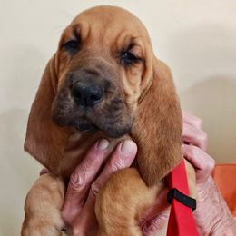 Red Collar - Red female Bloodhound puppy in Paoli, Indiana from Houndsarunning Bloodhounds