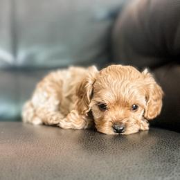 Coral - Apricot female Cavapoo puppy in Saint George, Utah from Fitzdoodles