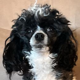 Edna - Poodle