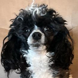 Edna - Poodle