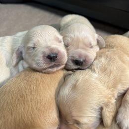 Golden Retriever Puppies from R & K Golden Acres LLC