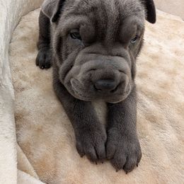 Boy 2 - Blue male Chinese Shar-Pei puppy in Autryville, North Carolina from T&D'S Razen Wrinkles Shar-pei