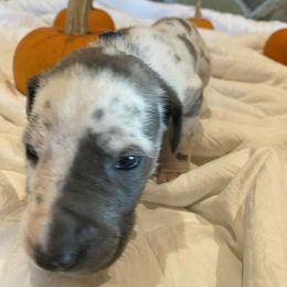 Moose - Harlequin male Great Dane puppy in Missouri from Daniels Danes