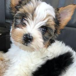 Biewer Terriers from A Heart's Whisper Biewer Terriers