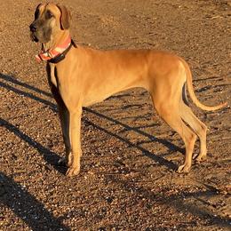 Athena - Fawn female Great Dane puppy in Scottsburg, Virginia from Virginia Great Danes
