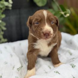 Girl 3 - Red & white female Australian Shepherd puppy in Hillsboro, Ohio from Sugar Grove Farms