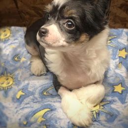 Chihuahua and Chinese Crested Puppies from Western Kentucky Chihuahua’s and Chinese Crested’s