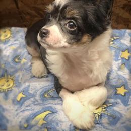 Chihuahua and Chinese Crested Puppies from Western Kentucky Chihuahua’s and Chinese Crested’s