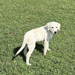 Gallup (red collar) - Yellow male Labrador Retriever puppy in Harrison, Arkansas from Brandywine Labradors