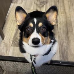Kiwi - Pembroke Welsh Corgi