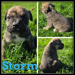 Storm - Brown brindle male Olde English Bulldogge puppy in Merrill, Michigan from Haase Family Kennels