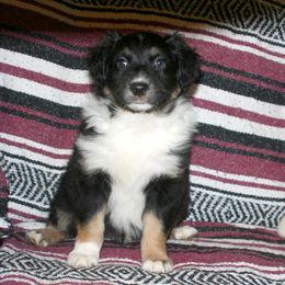 Australian Shepherd Puppies from M3 Sassafrass Ranch