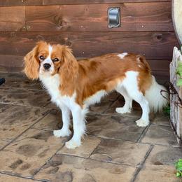 Jasmine - Cavalier King Charles Spaniel