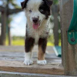 Naomi - Red tri female Miniature Australian Shepherd puppy in Doddridge, Arkansas from Huddleston Farm