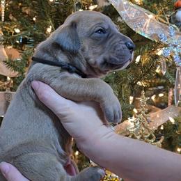 Igor - Blue male Great Dane puppy in Caldwell, Idaho from Miner's Dynamic Danes