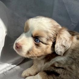 Prancer - Red merle male Miniature Australian Shepherd puppy in Port Saint Lucie, Florida from Charlene Brannon's Mini Australian Shepherds
