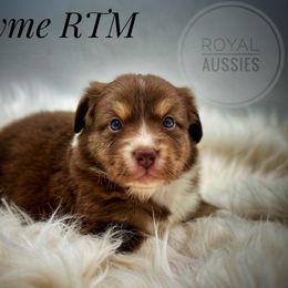Australian Shepherd Puppies from Royal Aussie’s