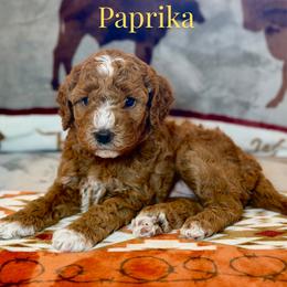 Paprika - Red  female Goldendoodle puppy in Houston, Texas from Golden Life Doodles