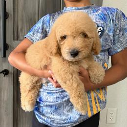 Boy 3 - Apricot male Goldendoodle puppy in Spring Hill, Florida from Ohana Doodles