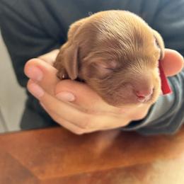 Leo - Red male Cavapoo puppy in Adrian, Oregon from ApplebyFarm