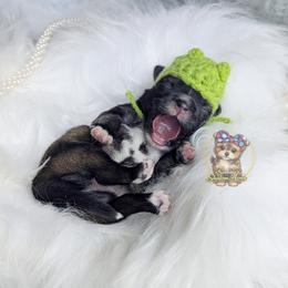 Tumbleweed - Black and tan male Morkie puppy in Barren Springs, Virginia from Seeking Shalom Acres Maltese, Maltipoos & Havamalts
