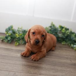 Peter - Red male Dachshund puppy in Indiantown, Florida from Turquoise River Minature Dachshunds