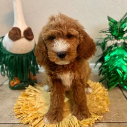 Sol - Male - male Goldendoodle puppy in Peoria, Arizona from Wroth's Pawsibilities