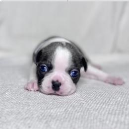 Flint - Blue male Boston Terrier puppy in West Jefferson, Ohio from Kline Kennels