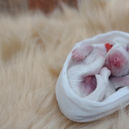 Companion Cross, Mal-Shi, Maltese, Maltipoo, Morkie, and Shih Tzu Puppies from Seeking Shalom Acres Maltese, Maltipoos & Havamalts