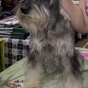 Azawakhs, Collies, and Standard Schnauzers from Kokomo Kennels