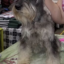 Azawakhs, Collies, and Standard Schnauzers from Kokomo Kennels