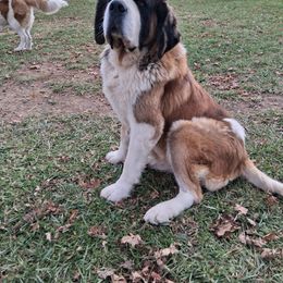 Ballerè Princess - Saint Bernard