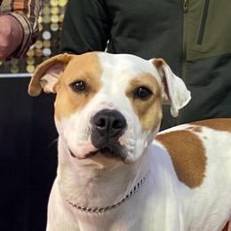 American Bulldogs from Offerman Family Bulldogs
