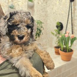 Tigris - Blue merle female Bernedoodle puppy in Marshall, Michigan from Whispering Aspen Homestead