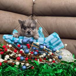 Boy 2 - Blue merle male Pomeranian puppy in Los Angeles, Santa Clarita, California from LT_Poms