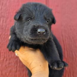Male 1 - Black male German Shepherd puppy in Purdon, Texas from TEXAS DDR GSD