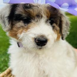 Aussiedoodle, Australian Mountain Doodle, Bernedoodle, and Poodle Puppies from Pear Tree Pups
