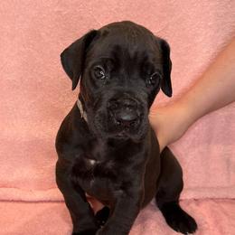 Great Dane Puppies from B3 Kennels