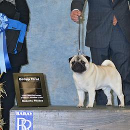 Pugs from Mari Anne Parks