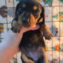 Black and tan girl - Black and tan female Dachshund puppy in West Plains, Missouri from Spring Creek Dachshunds