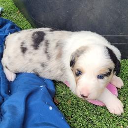 Mallie - Blue merle female Border Collie puppy in Morgan, Texas from Shooting Star Ranch
