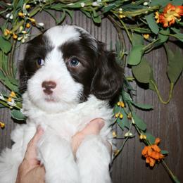 Australian Labradoodle Puppies from Windsor Creek Labradoodles