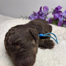 Bernedoodle, Goldendoodle, and Poodle Puppies from Poodle and Doodle Haven