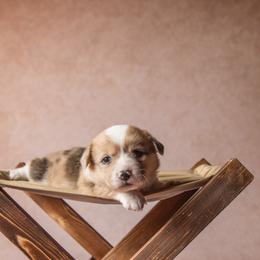 American Corgi and Pembroke Welsh Corgi Puppies from The Adirondack Corgi